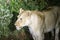 Lioness ready to hunt at night in the Kruguer National Park in South Africa, a perfect wildlife park for safaris