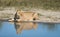 Lioness with reflection, Botswana