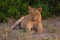 Lioness relaxing in the shade on a hot day