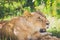 Lioness relaxing under a tree in the bush. Masai mara in Kenya.