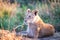 Lioness resting in the early morning sunlight of the Masai Mara