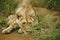 Lioness resting in grass