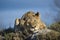 Lioness resting on a grassy termite mound.