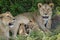 Lioness resting in green bush with her lion cubs suckling in Serengeti Tanzania