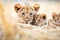 lioness resting with a group of playful cubs in grassland