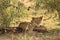 Lioness Resting Head on Rock