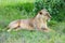 Lioness resting her eyes close under a tree in the savanna of Ea