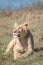 Lioness resting on hill inside Ngorongoro Crater