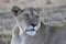 Lioness resting and looking in the afternoon