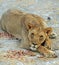 Lioness resting looking dorectly into camera - Etosha, National Park, Namibia