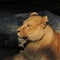 Lioness resting on the rocks at the zoo