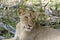 Lioness resting Selous Tanzania