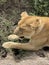 Lioness resting in Serengeti
