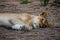 A lioness resting in the Serengeti National Park