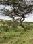 Lioness resting on tree branch in Serengeti