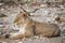 Lioness rests on rocky ground at sunrise in Etosha national park, Namibia