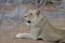 Lioness rests, showing her sharp teeth