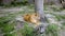 Lioness rests under a tree