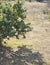 Lioness rests under a tree. Taigan park