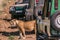 Lioness roaring in the midst of the tourist Landcruiser Toyota vehicle vans in the rough road at the Maasai Mara National Game Res