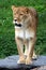 Lioness on rock