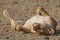Lioness rolling and licking her paw, Etosha national park, Namibia, Africa