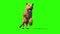 Lioness Runcycle Down Green Screen Animals 3D Rendering Animation
