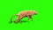 Lioness Runcycle Side Green Screen Animals 3D Rendering Animation