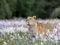 A lioness running  across a meadow full of white and colorful flowers