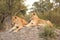 Lioness in Sabi Sands