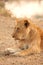 Lioness in Sabi Sands