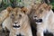 Lioness - Safari Kenya