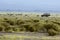 Lioness and safari vehicle on background