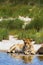 Lioness on sand shore. Serengeti lions pride. Africa