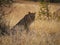 Lioness in the Savuti National Park in Botswana, Africa