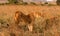 Lioness scanning savannah in Kenya