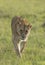 Lioness searching for a shade at Masai Mara