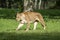 Lioness seen in safari park grassland
