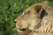 Lioness seen in safari park grassland