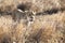 Lioness in Serengeti