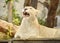 Lioness showing fangs