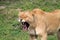 Lioness showing her teeth yawning