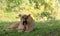 Lioness showing her tongue yawning