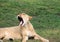 Lioness showing tongue while yawning