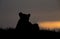 Lioness Silhoutte Masai Mara National Park