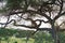 Lioness sit on the tree. Tarangire, Tanzania