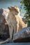 Lioness sits by leafy bush turning head