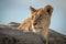 Lioness sits looking back between rocky boulders