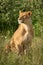 Lioness sits in tall grass lifting head