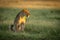 Lioness sits in tall grass staring right